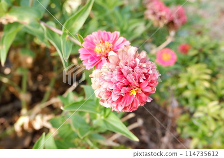 pink dahlia in the garden 114735612