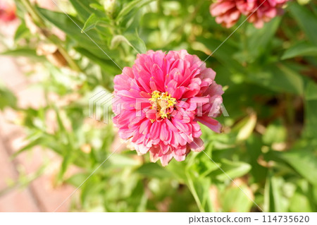 pink dahlia in the garden 114735620