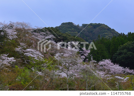 西溪公園的櫻花 114735768