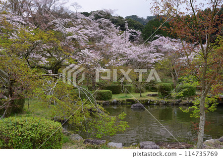 西溪公園的櫻花 114735769