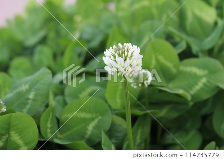 三葉草，背景模糊的白花 114735779