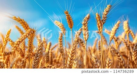 Gold wheat field and blue sky. Gold wheat field and blue sky. 114736289
