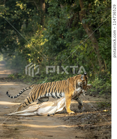 wild royal bengal female tiger or panthera tigris dragging spotted deer or chital kill in his mouth or jaws in natural green background at dhikala forest jim corbett national park uttarakhand india 114736529