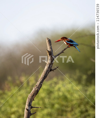 White throated or breasted kingfisher or halcyon smyrnensis bird closeup perched in natural green background during winter season at keoladeo national park or bharatpur bird sanctuary rajasthan india White throated or breasted kingfisher or halcyon smyrnensis bird closeup perched in natural green background during winter season at keoladeo national park or bharatpur bird sanctuary rajasthan india 114736539