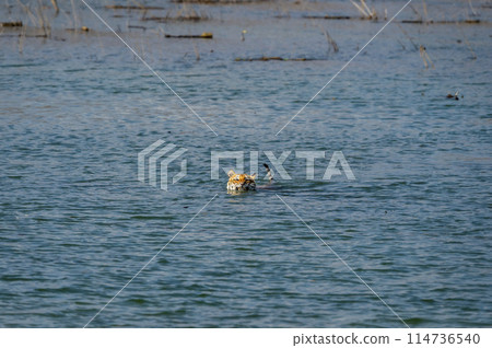 wild female bengal tiger or tigress or panthera tigris float crossing or swimming in ramganga river blue water after retreat in territorial fight at dhikala jim corbett national park uttarakhand india wild female bengal tiger or tigress or panthera tigris float crossing or swimming in ramganga river blue water after retreat in territorial fight at dhikala jim corbett national park uttarakhand india 114736540