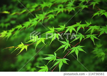 Fresh green maple 114736561