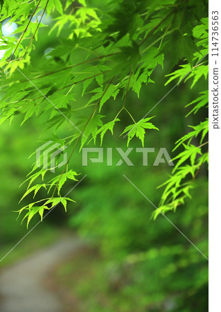 Blue maple 114736563