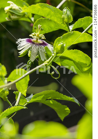 100 香果花 100 香花 熱莓 百香果 花 百香果花 熱帶水果 100 香果花 100 香花 熱莓 百香果 花 百香果花 熱帶水果 114736666