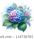 繡球花畫水彩 114736765