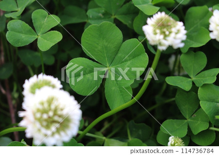 四葉草(花語是吉祥) 四葉草(花語是吉祥) 114736784