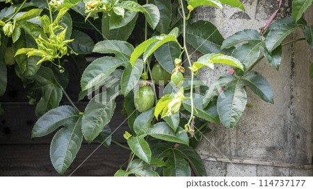 100顆香果花,100顆香果,100顆香果,100顆香果,百香果花,百香果花, 100顆香果花,100顆香果,100顆香果,100顆香果,百香果花,百香果花, 114737177