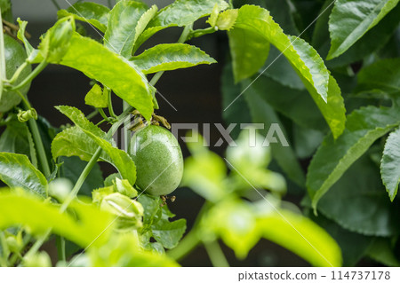 100顆香果花，100顆香果，100顆香果，100顆香果，百香果花，百香果花， 114737178