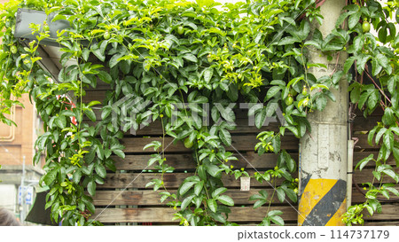 Passion fruit, flower, passion fruit flower, passion fruit, fruit, passion fruit, flower, passion fruit flower, 114737179