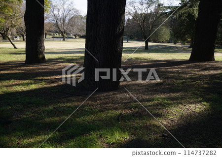 公園裡的樹 公園裡的樹 114737282