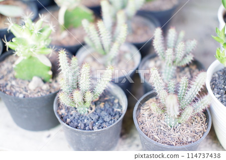 small cactus in pot 114737438