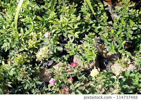 beautiful floral panorama as a background beautiful floral panorama as a background 114737488