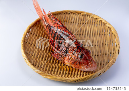 fish魚 114738243