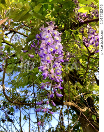 散發著高貴氣質的紫藤花 114738246