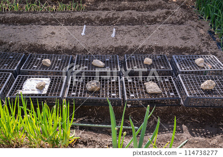 家庭花園播種 家庭花園播種 114738277