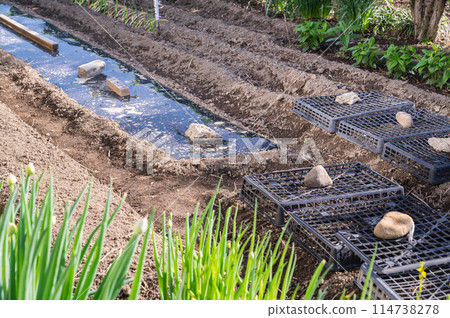 家庭花園播種 114738278