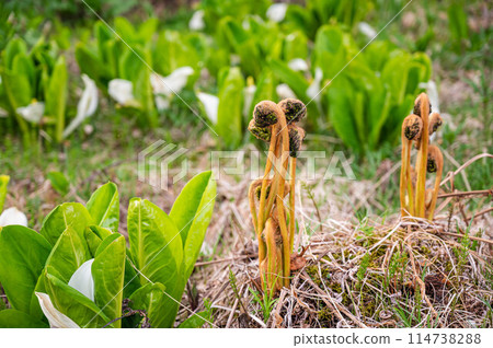 Skunk cabbage and Japanese ferns 114738288