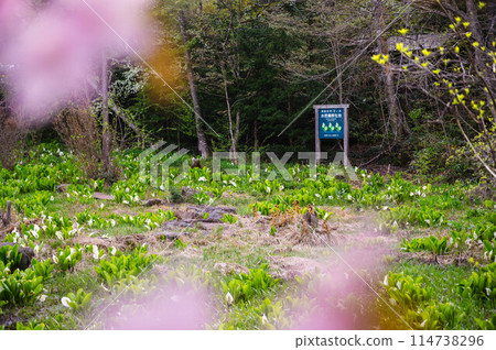 Miyanohara Water Plantain Grove, Norikura Plateau Miyanohara Water Plantain Grove, Norikura Plateau 114738296