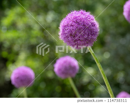 圓形和大的蔥屬·千禧 114738311