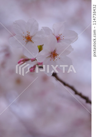 沐浴著春日陽光的櫻花盛開 114738432