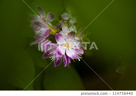 Pink flowers 114738440