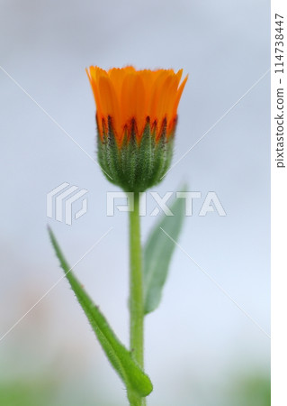 Fairytale calendula flowers 114738447
