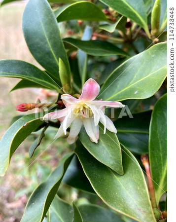 Mysterious Ikimi Flower 114738448
