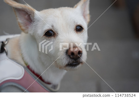 Close-up of face of white dog wearing harness turning its head to look 114738524