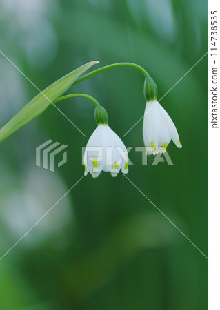 漂亮的雪花花 114738535