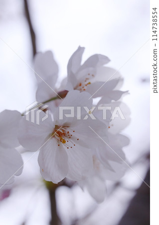 Cherry blossoms bathed in spring light 114738554