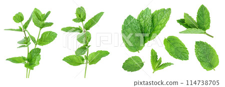 fresh mint leaves isolated on white background 114738705