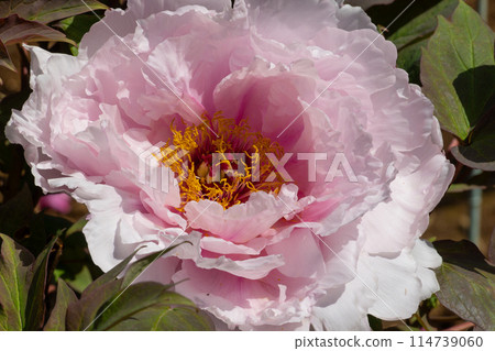 Peony - Other names: 20-day grass, deep-flowered grass, Natori grass, night-white grass 114739060