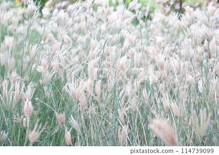 grass flower in the field 114739099