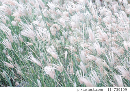 grass flower in the wind grass flower in the wind 114739109