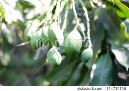 beautiful natural mango tree panorama as a background 114739136