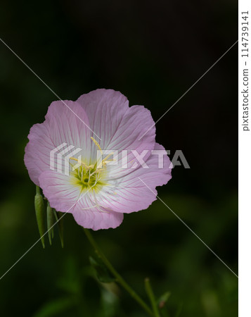 Lovely pink day-blooming evening primrose Lovely pink day-blooming evening primrose 114739141
