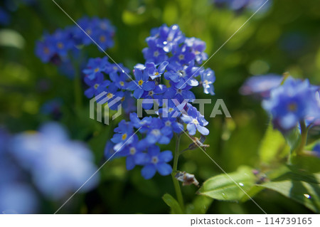 The blue forget-me-not has the flower language of "true love." When wet with morning dew, it also has the flower language of "don't forget me." 114739165