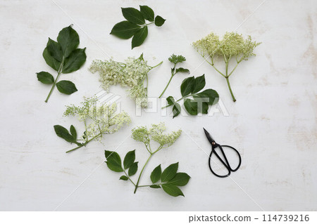 Fresh elderflowers with green leaves and vintage black scissors on old white wooden table background. Summer herbal composition. Healthy lifestyle. Sambucus niger. Food pattern. Flat lay, top view. 114739216