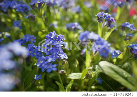 The blue forget-me-not has the flower language of "true love." When wet with morning dew, it also has the flower language of "don't forget me." The blue forget-me-not has the flower language of "true love." When wet with morning dew, it also has the flower language of "don't forget me." 114739245