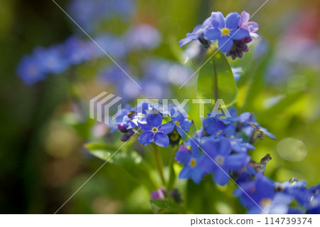 The blue forget-me-not has the flower language of "true love." When wet with morning dew, it also has the flower language of "don't forget me." 114739374