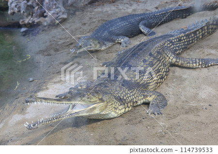 Indian Gavial Indian Gavial 114739533