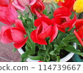 Red tulip 114739667