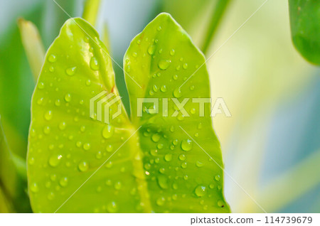 Philodendron burle marxii, Philodendron or ARACEAE and rain droplet 114739679
