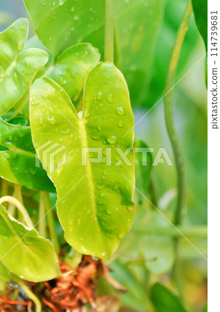 Philodendron burle marxii, Philodendron or ARACEAE 114739681