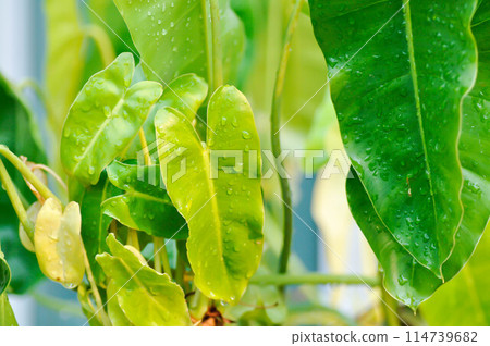Philodendron burle marxii, Philodendron or ARACEAE and rain droplet Philodendron burle marxii, Philodendron or ARACEAE and rain droplet 114739682