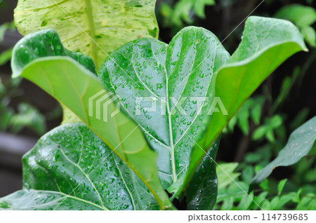 Ficus lyrata Warb, MORACEAE or Fiddle leaf fig and rain droplet 114739685